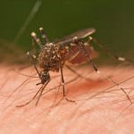 Szúnyog csípés elleni szerek, szúnyog riasztó
