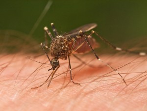 Szúnyog csípés elleni szerek, szúnyog riasztó