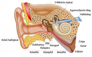 Emberi fül belső félépítése anatómiája